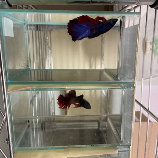 観賞魚として人気のベタ やーかず いずみ中央のその他の中古あげます 譲ります ジモティーで不用品の処分