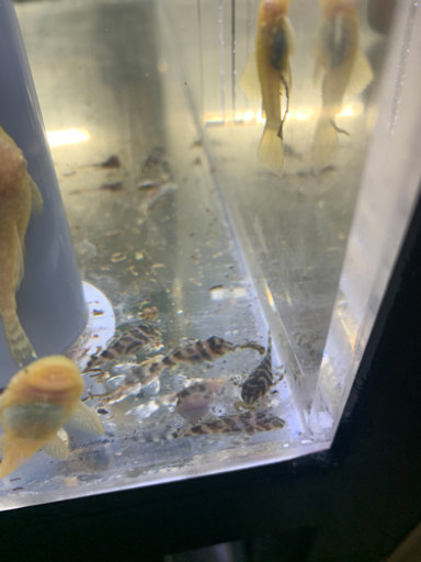 純血メガクロス稚魚