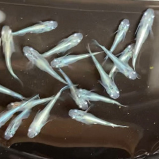 メダカ　30匹　幹之メダカ　幼魚　親個体はフルボディ