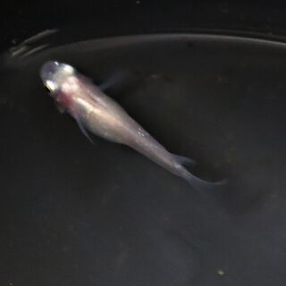 紅ほっぺメダカの稚魚 10匹（1cm～1.5cm程度、白透明鱗）...