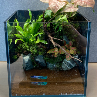 名作 ☆杜のメダカメダカ飼育にオススメコケリウム・テラリウム完成品☆ 水槽