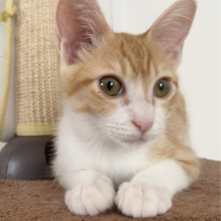 生後2〜3ヶ月のオス茶白猫