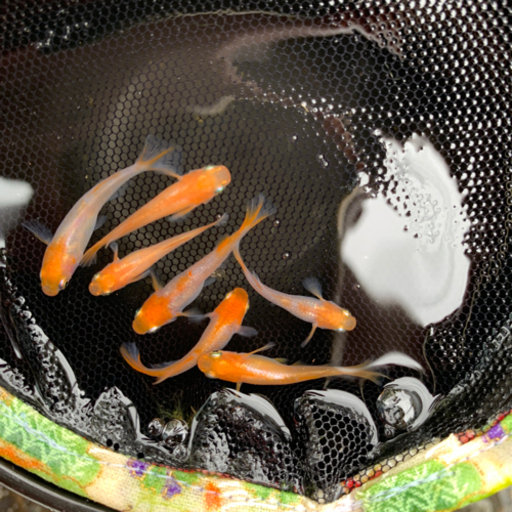 メダカ販売 めだかの親 若魚 出します 第5弾 篤姫 あつひめ Shoui 八街のその他の中古あげます 譲ります ジモティーで不用品の処分