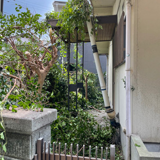 庭木の処分 - 阪南市