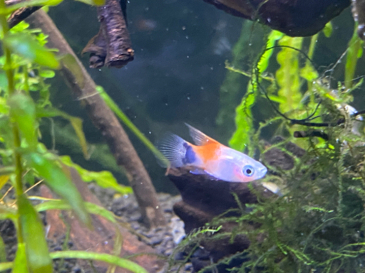 お話中 ハイフィンレッドバックミッキーマウスプラティ熱帯魚4匹 ねこにゃん 熊本の家電の中古あげます 譲ります ジモティーで不用品の処分