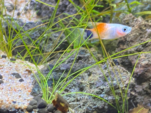 お話中 ハイフィンレッドバックミッキーマウスプラティ熱帯魚4匹 ねこにゃん 熊本の家電の中古あげます 譲ります ジモティーで不用品の処分