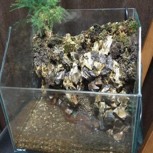 水が流れる水槽 GEXグラステリア30cm使用