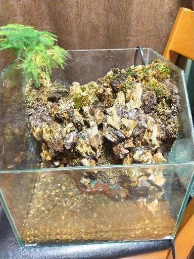 水が流れる水槽 GEXグラステリア30cm使用