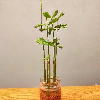 マングローブの苗 5本 ずか 大森のその他の中古あげます 譲ります ジモティーで不用品の処分