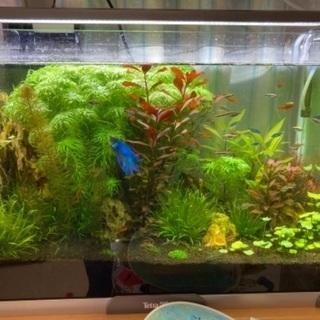 神奈川県の中古アクアリウムが無料 格安で買える ジモティー