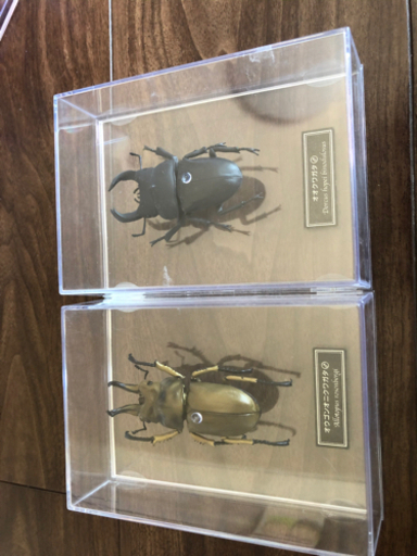 デアゴスティーニ 世界の昆虫 未開封品 デアゴスティーニ 世界の昆虫