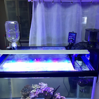 60cmワイド水槽一式 海水魚 サンゴ