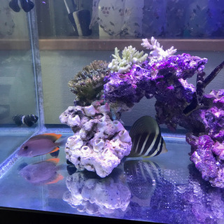 60cmワイド水槽一式　海水魚　サンゴ 60cmワイド水槽一式 海水魚 サンゴ