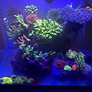 60cmワイド水槽一式　海水魚　サンゴ 60cmワイド水槽一式 海水魚 サンゴ