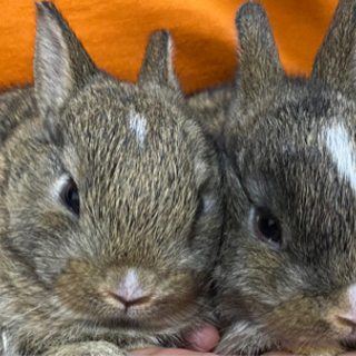 子うさぎの里親探しています🐰