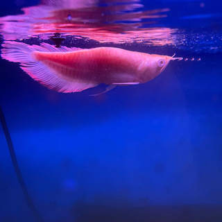 アルビノシルバーアロワナショート