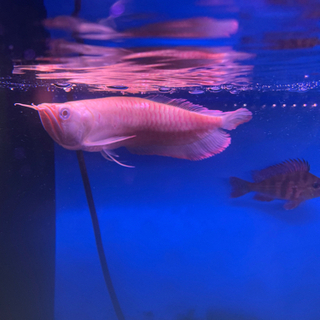 アルビノシルバーアロワナショート