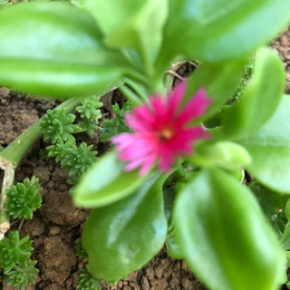 ベビーサンローズ　奇跡の花　おまけつき