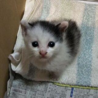 はぐれ子猫？(8/12更新)  黒ぶち 豆大福 - 猫