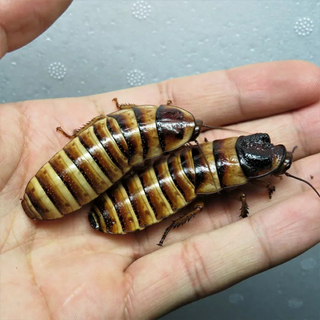 マダガスカルゴキブリ　1ペア(繁殖可能サイズ)