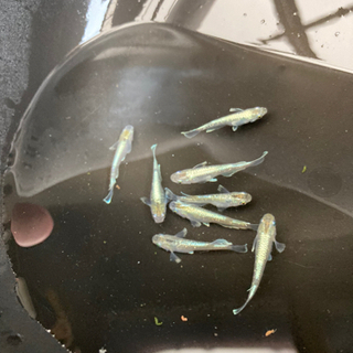 中古燐光が無料 格安で買える ジモティー