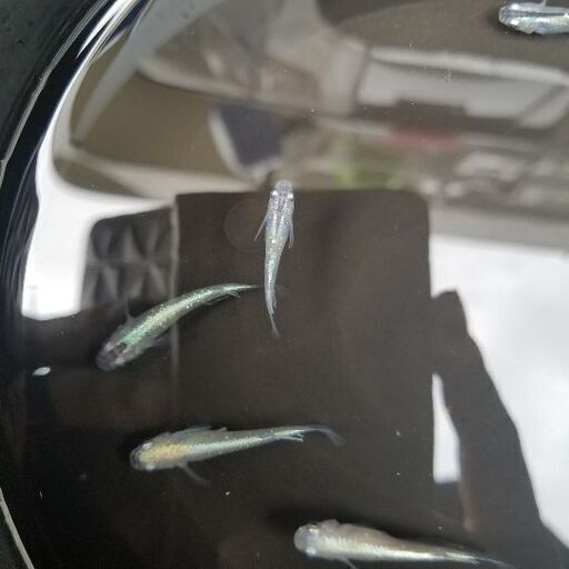 メダカ稚魚売ります 幹之 楊貴妃 1set500円 1set匹 30匹 としのメダカ屋さん 土師ノ里のその他の中古あげます 譲ります ジモティーで不用品の処分