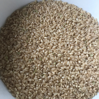 新米【2024年生産のコシヒカリです！！】【9/14(土)13時〜15時】の間で