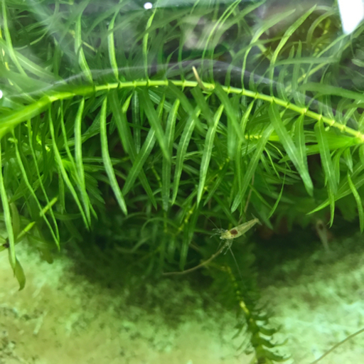 水草アナカリス1 譲ります きよっさん 鳳のその他の中古あげます 譲ります ジモティーで不用品の処分