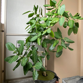 【ネット決済】アルテシーマ 観葉植物 ゴムの木