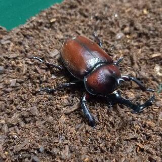 天然カブトムシ成虫orカブトムシの卵orカブトムシの幼虫【高タン...