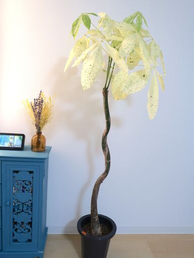 【観葉植物】激レア パキラ ミルキーウェイ
