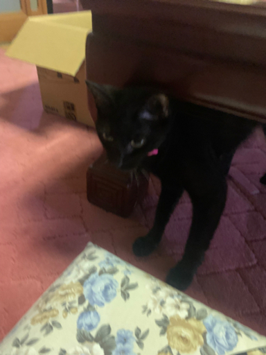 黒猫の海ちゃん ゆってぃ 藤崎の猫の里親募集 ジモティー