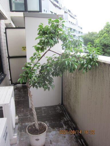 観葉植物マンションベランダに置けないので差し上げます たかさん 保土ケ谷のその他の中古あげます 譲ります ジモティーで不用品の処分