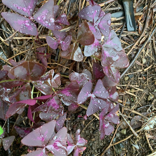 【ネット決済】植物