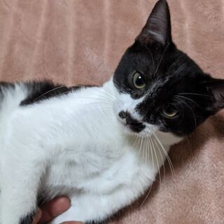 子猫の里親さんを募集しています。