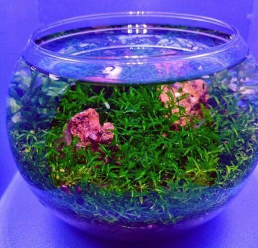 パールグラスの森 ボトルアクアリウム ターム 経塚の家具の中古あげます 譲ります ジモティーで不用品の処分