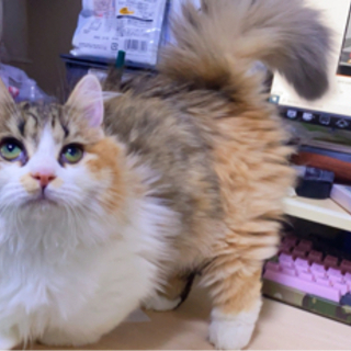 東京都 八王子市の猫の里親募集｜ジモティー