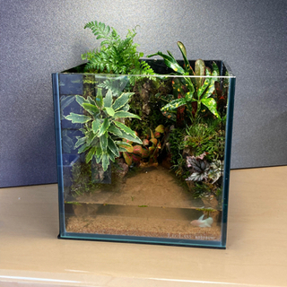 ☆杜のメダカメダカ飼育にオススメコケリウム・テラリウム完成品☆20