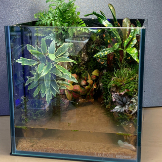 ☆杜のメダカメダカ飼育にオススメコケリウム・テラリウム完成品☆20