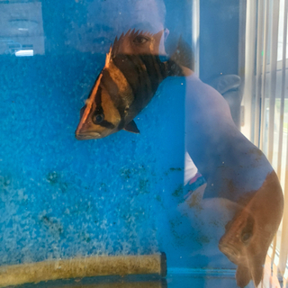 ダトニオプラスワン、リアルバンド