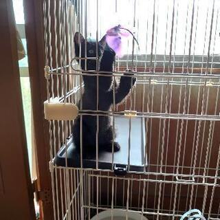 ２ヶ月の顎にエンジェルマークがある黒猫ちゃん − 広島県