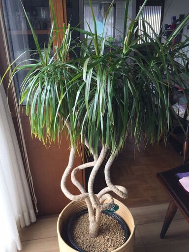 ■観葉植物　ドラセナ　コンシンネ　龍