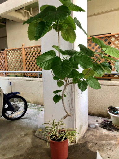 再出品‼️ お値下げ　グリーン　大型　観葉植物　人気！フィカスウンベラータ