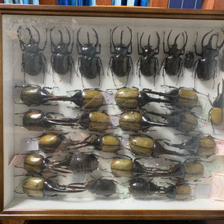 昆虫標本 | aucklandnightmarkets.co.nz