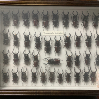 昆虫標本