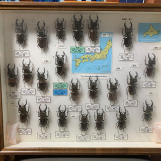 中古昆虫標本が無料 格安で買える ジモティー