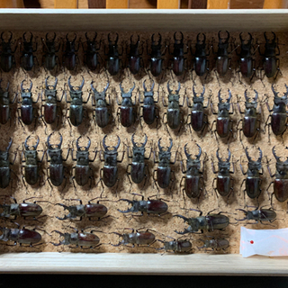 昆虫標本③ 昆虫標本③