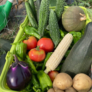 農薬、化学肥料不使用の野菜です！