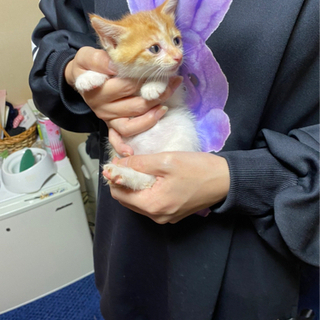 里親様決定しました！１か月半の仔猫