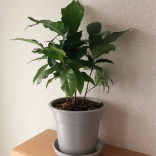 観葉植物　コーヒーの木④　28cm　グレーカラー3.5号の鉢と受...